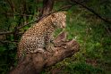 139 Masai Mara, luipaard